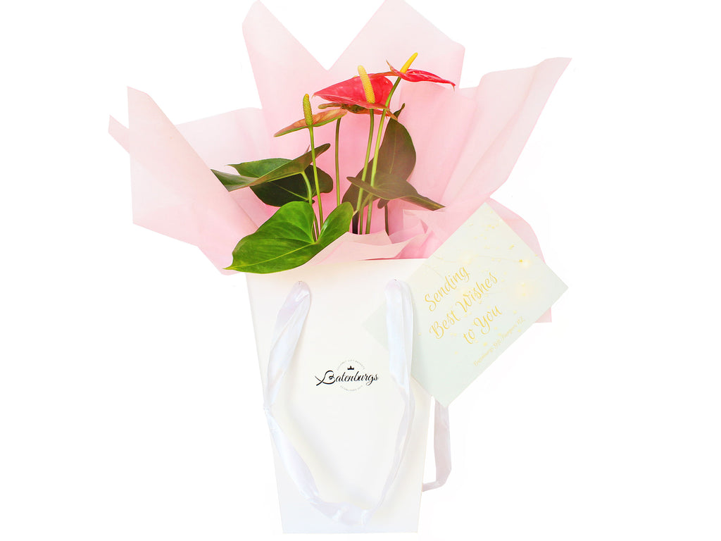 Flower gift in pink ideal for new baby, gift for her birthday, Mother's Day thank you and so much more. Delivered within NZ North Island by Batenburgs Gift Hampers NZ.