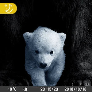Trail Outdoor Camera 36MP 2K No Glow Night Vision, Waterproof - P12 Hub Europe