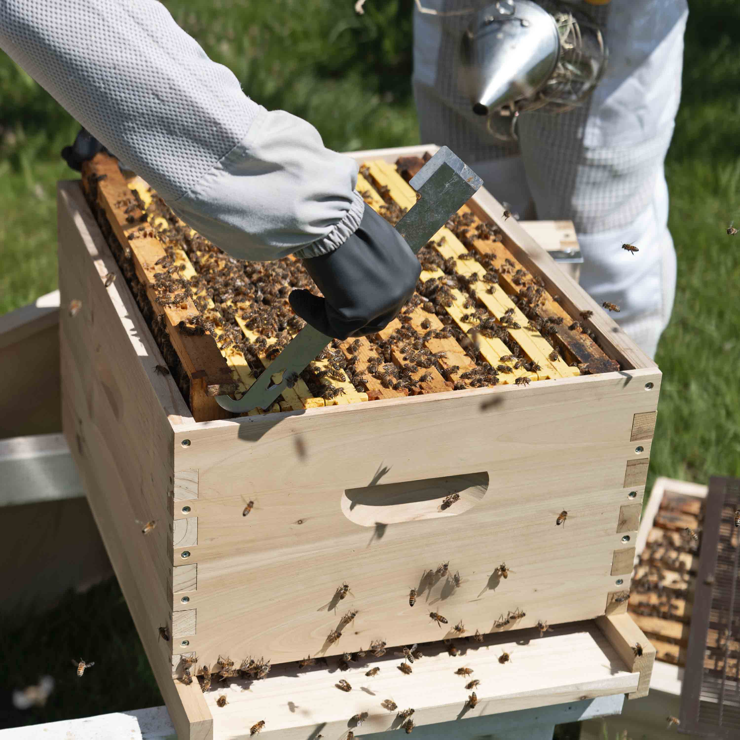 Langstroth Hive being used showing honey bees and children watching