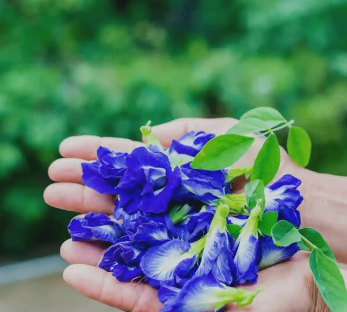 Butterfly Pea flower