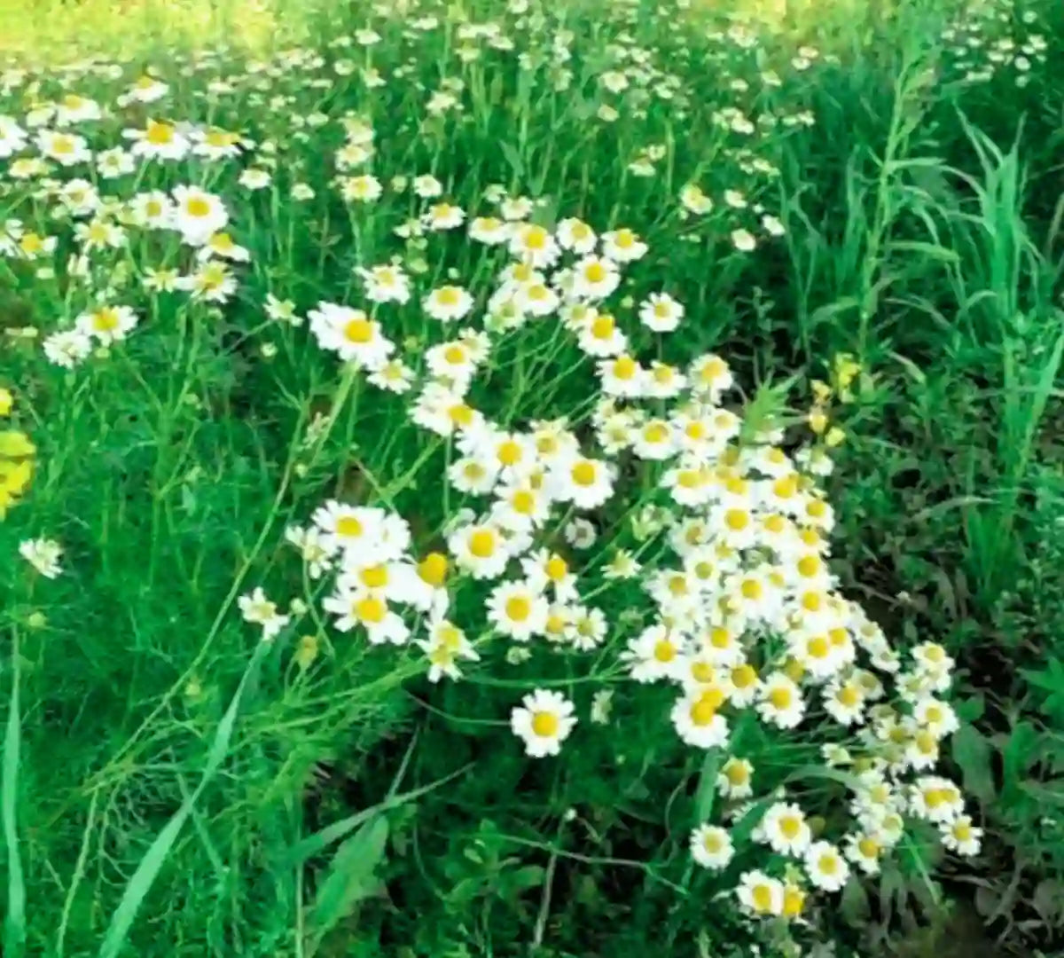 Chamomile Flower