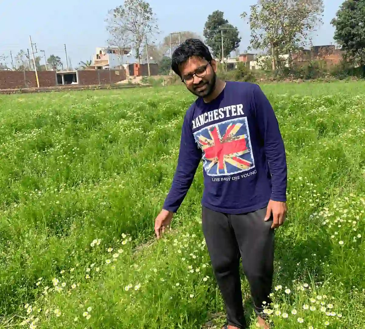 Chamomile khet