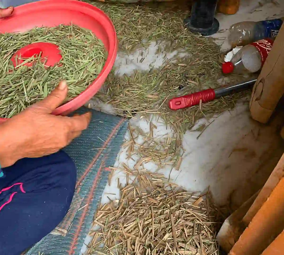 Cleaning of rosemary herb organic way to clean rosemary herb