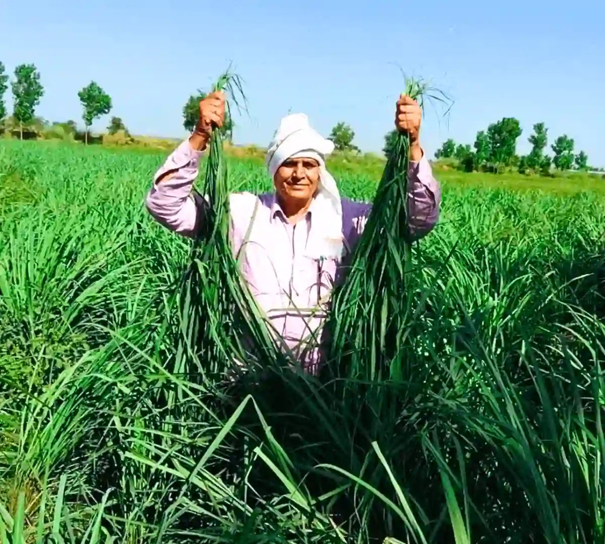 Lemongrass khet