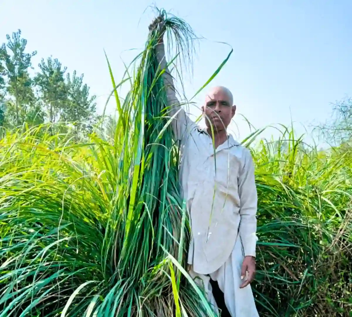 Lemongrass
