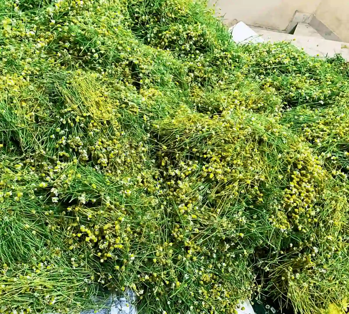 Natural Chamomile