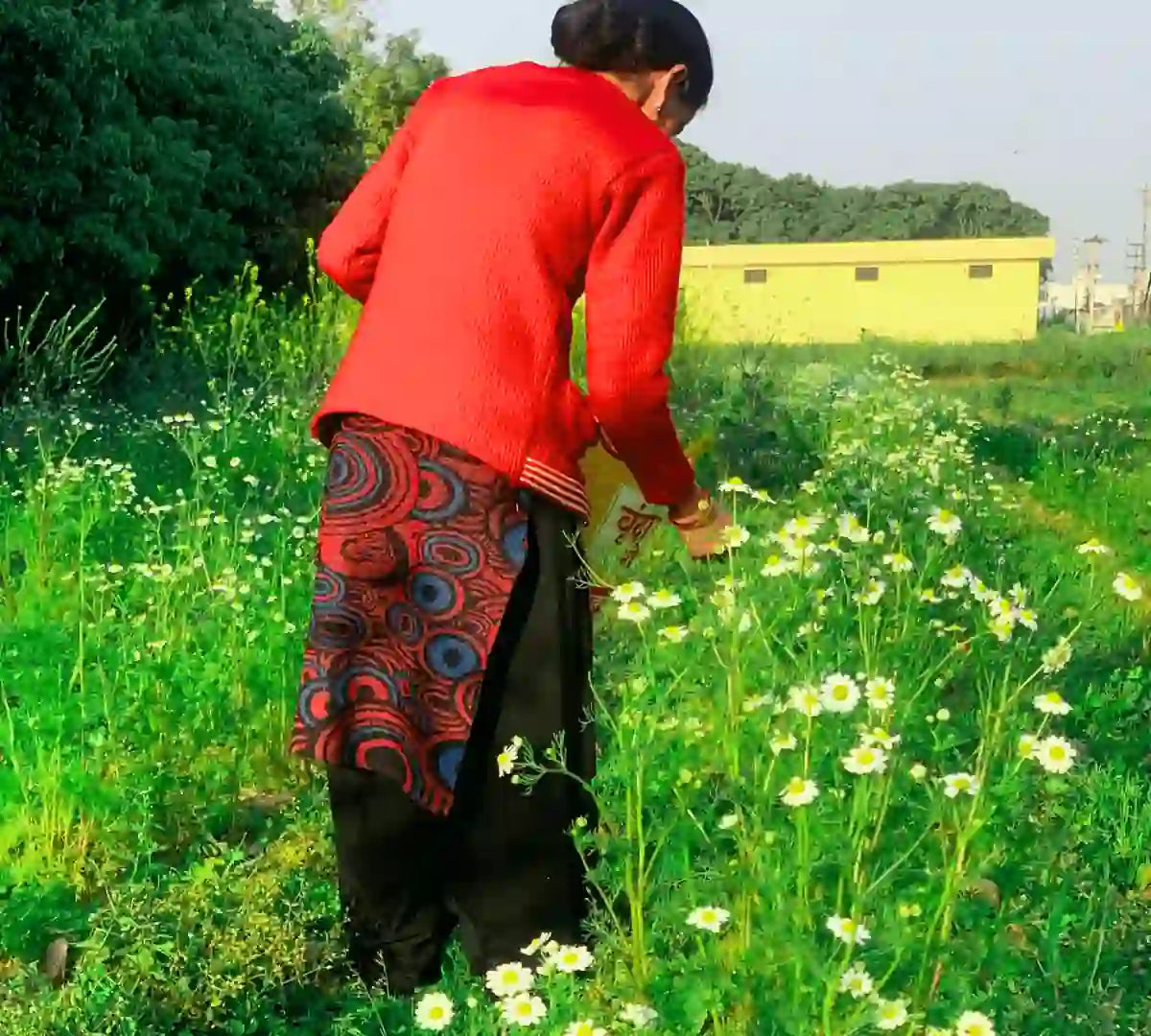 Natural and organic chamomile khet