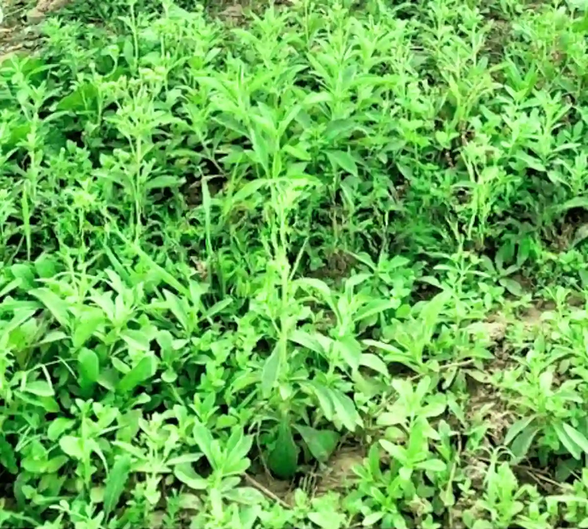 Stevia Plant Herb