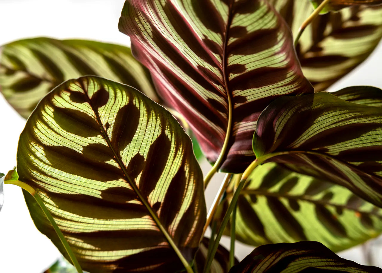 Calathea (Korbmarante)