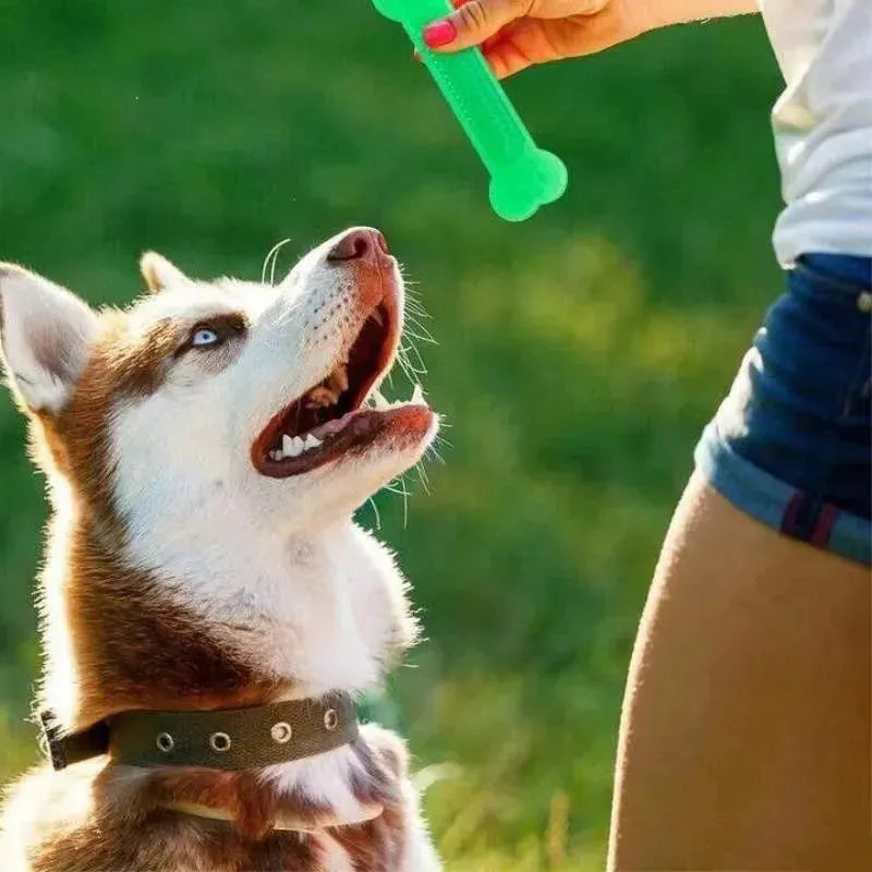 Hot Sale Pet Dog Chew Toys Rubber Bone Toy Aggressive Chewers Dog Toothbrush - Loja Manuel Coelho