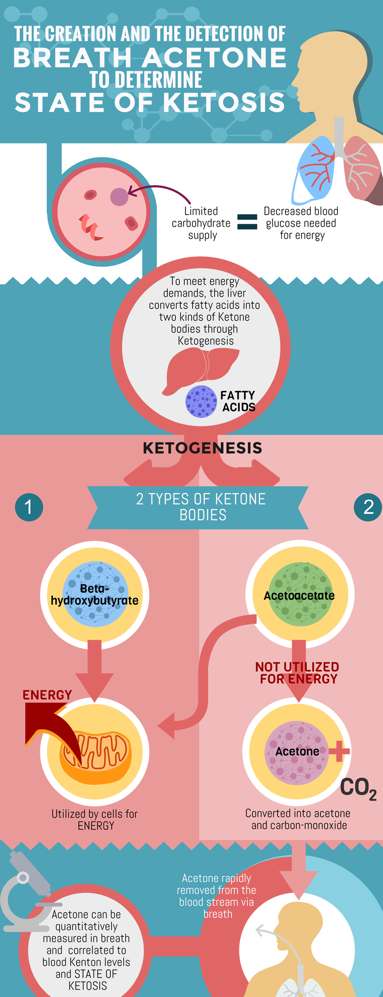 About Ketosis | Test for Ketones | Metron® Breath Ketone Test - METRON