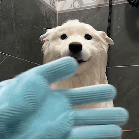 Gant Brosse Chien / Poppy GIF
