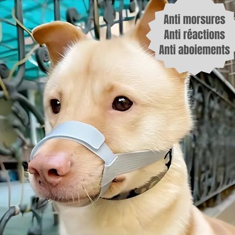 Muselière Chien - Tigars sur gros chien roux