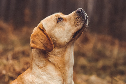 Labrador retriever