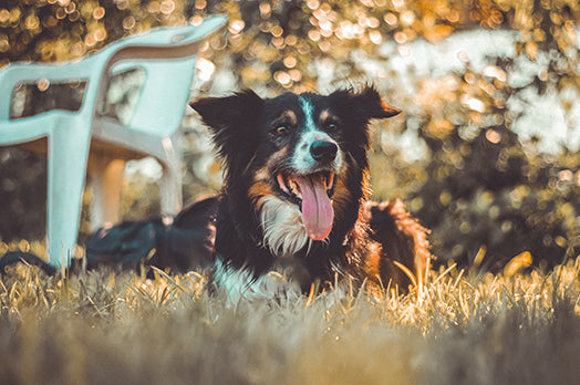 Dog in the grass