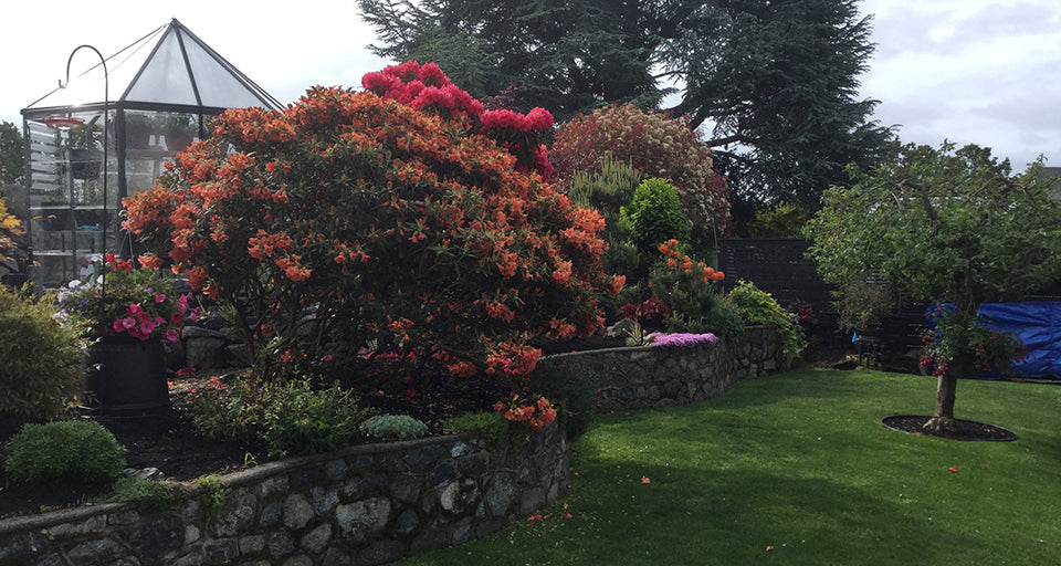 looking south east with rhodo in bloom