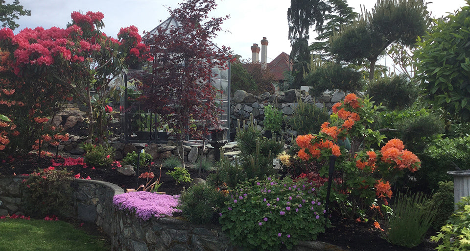 greenhouse starts to blend in with spring shrubs blooming