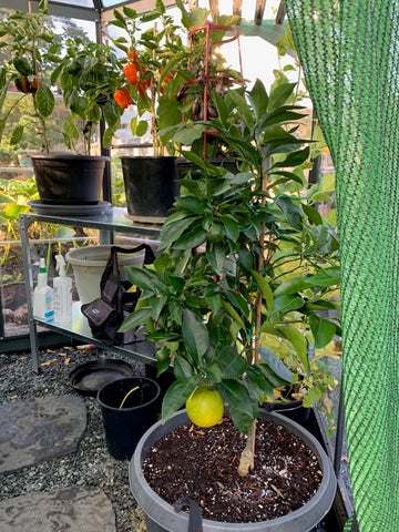 3 year old dwarfed caracare orange tree spent last winter under a coldframe 