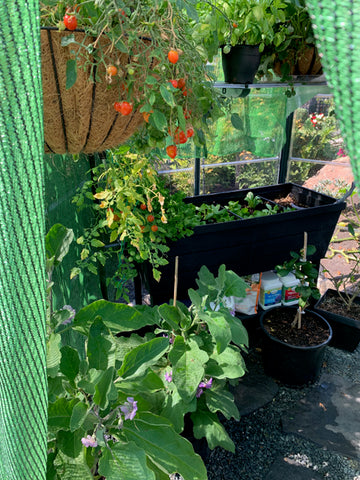 hanging tomatoes, eggplants, herbs, lettuce, kale in pots