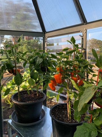 California variety pepper plants 