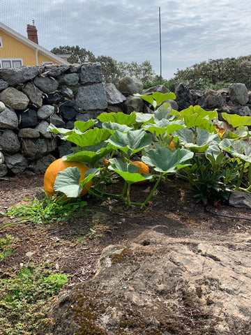 one pumpkin. seed grew so fast had to be moved outside