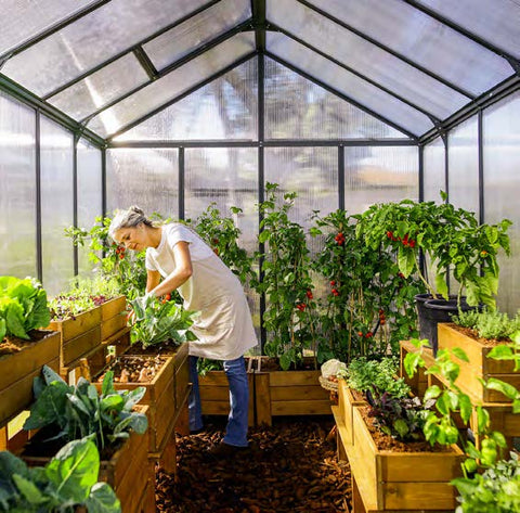 Inside the Glory Greenhouse