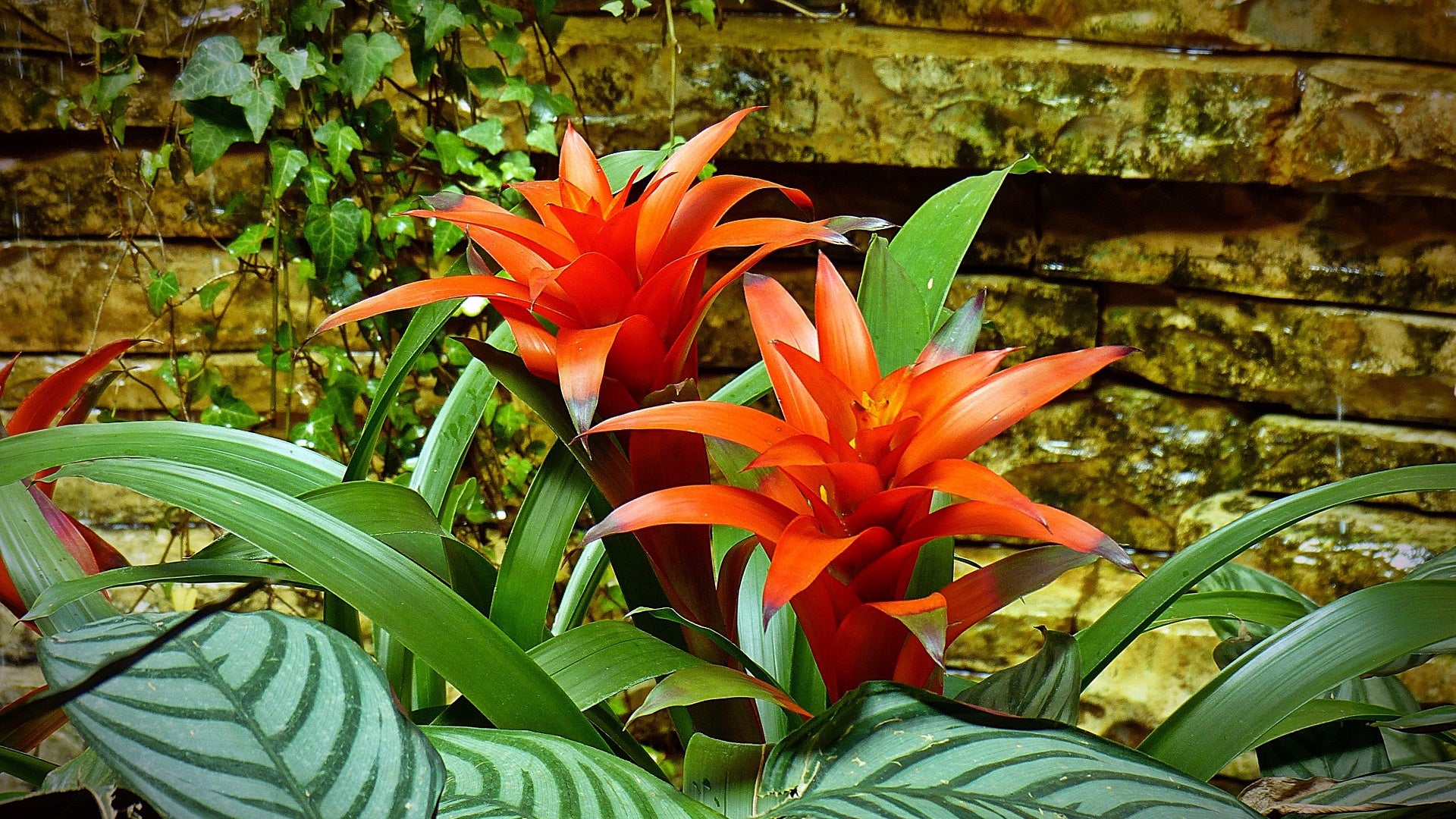 Bromeliads