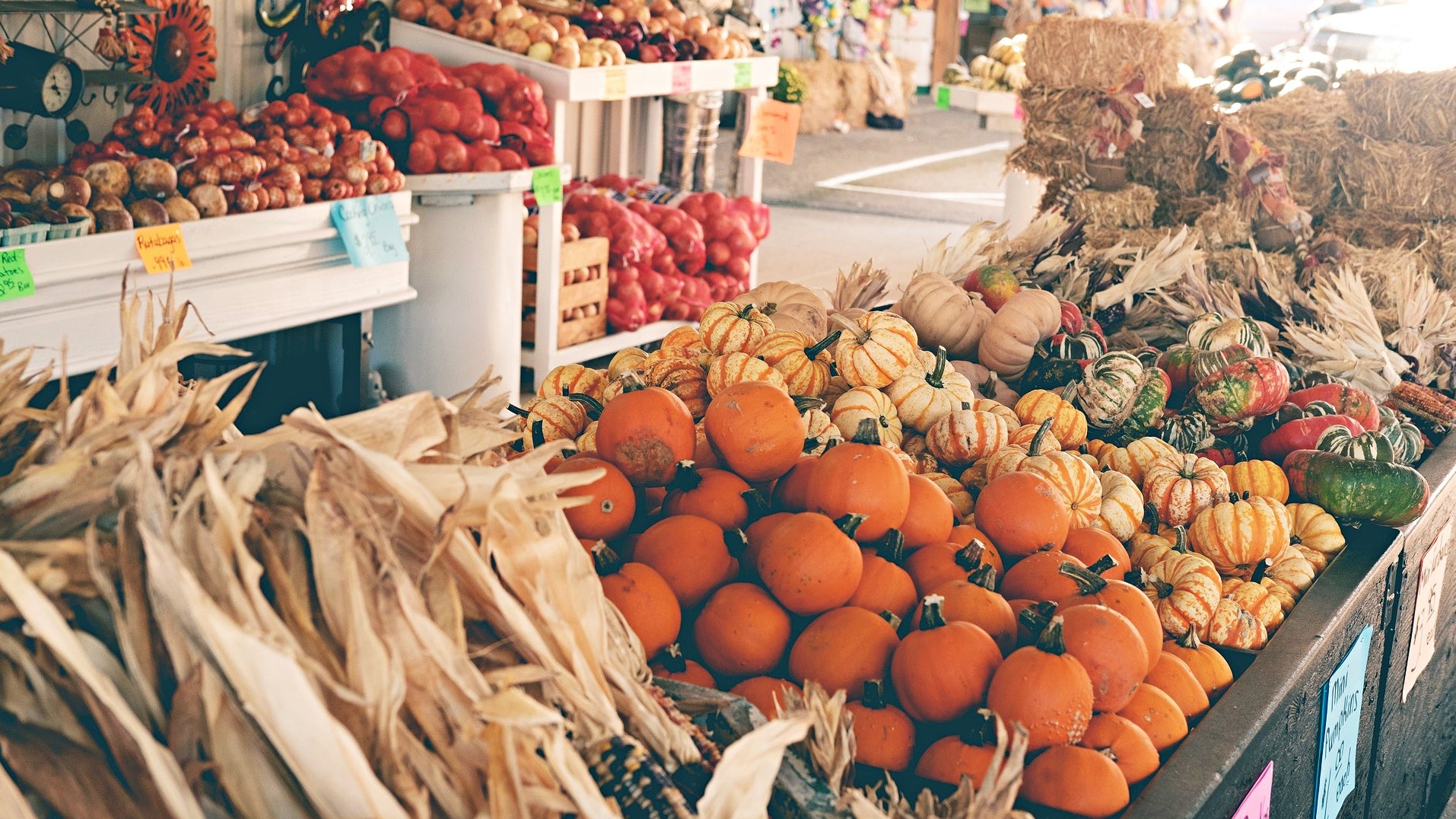 pumpkin antioxidants can protect your skin