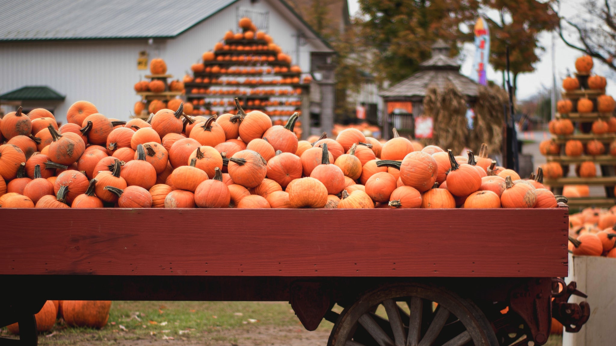 how to incorporate pumpkin in your skincare routine