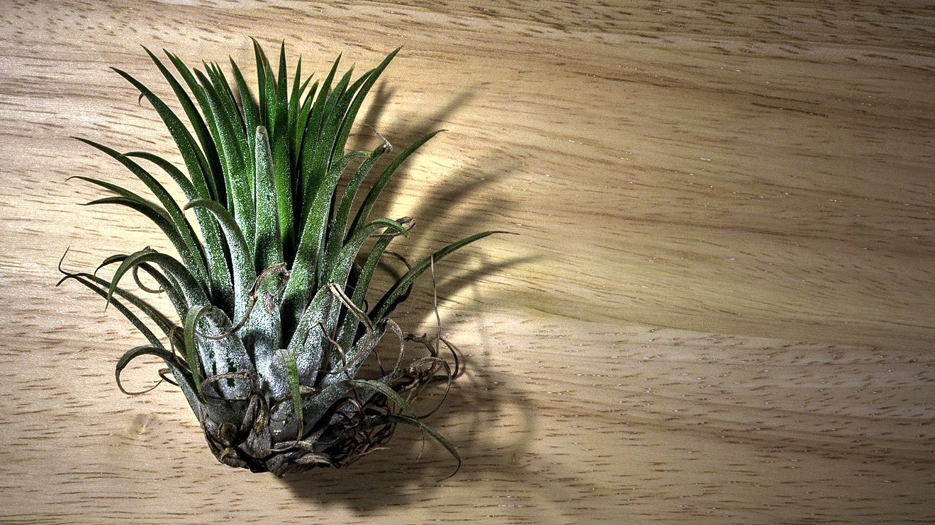 easy to keep air plants