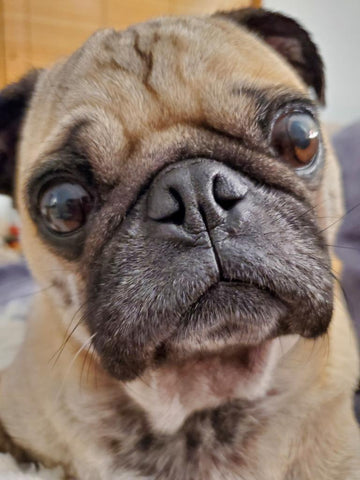 Close up of allergy survivor Lloyd the pug. 