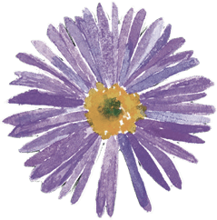 ASTER-FLOWER