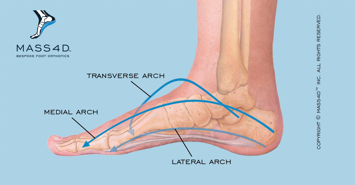 Фут масса. Arch feet. Longitudinal Arches of the feet. Medial plantar Arch. Medial longitudinal Arch.