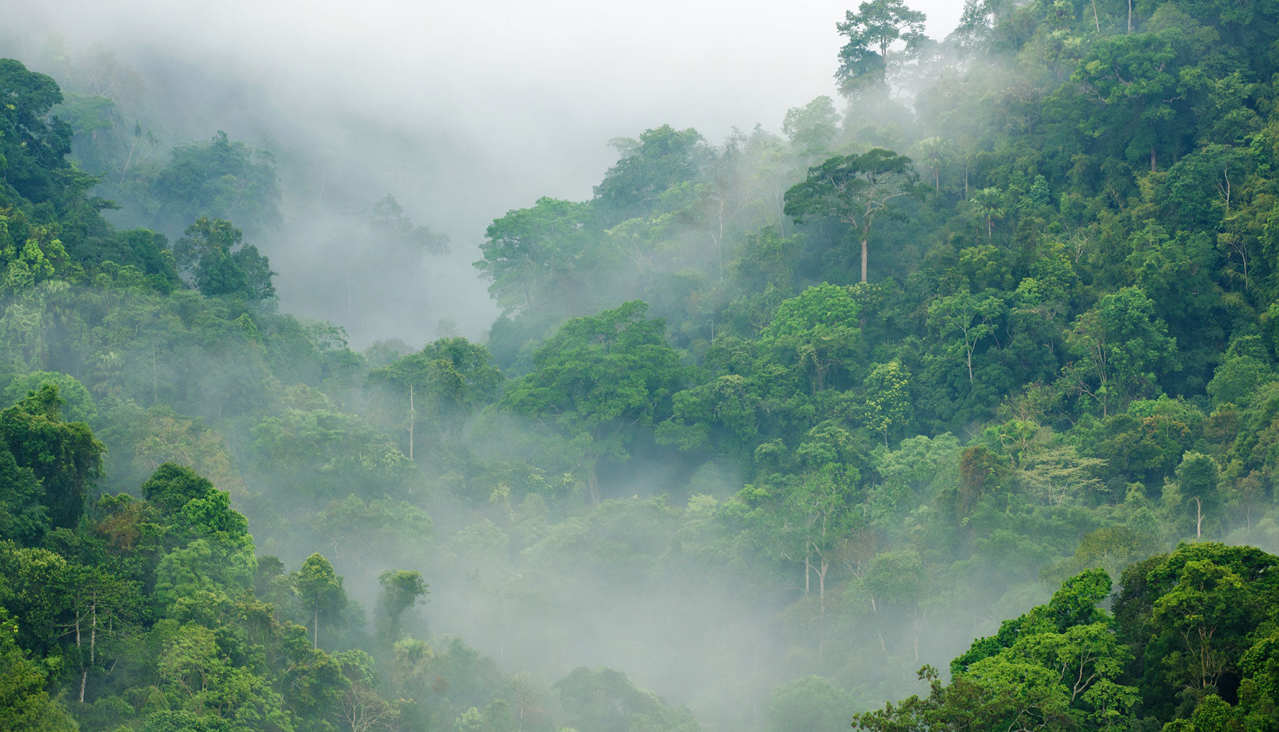 Happy World Rainforest Day! – Meridian