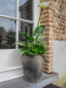 Beautiful white flower and an old grey pot