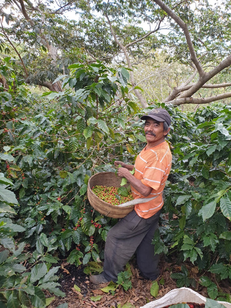 Erntehelfer beim Pflücken von Kaffeekirschen in El Salvador