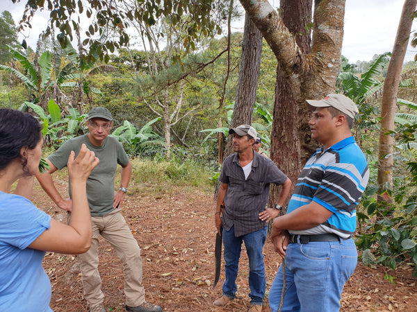 Bio Direct Trade Kaffee Ernte Nicaragua