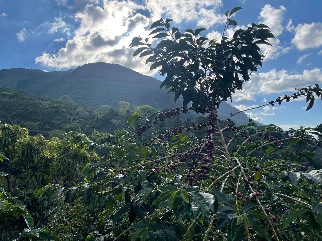 Kaffee vom Santa Ana Vulkan El Salvador