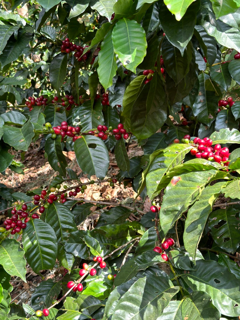 Bio Arabica Kaffeekirschen in Mexiko