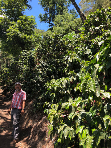 Kaffeefarm El Salvador
