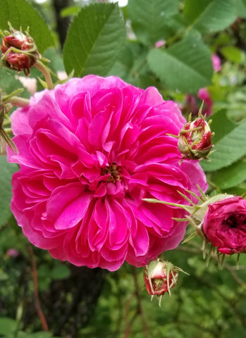 Milford Rose, Rose of Grasse