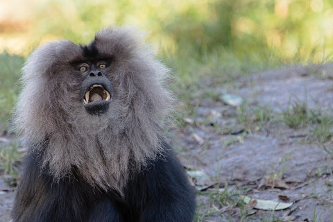 Monkey Beard