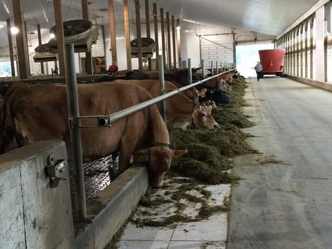 Sweet Family Farm, milking cows with robots!