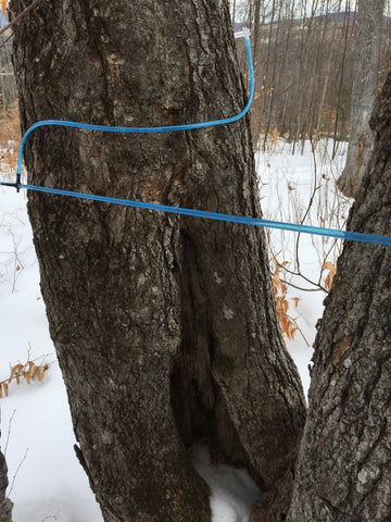 How To Identify a Maple Tree - Vermont Evaporator