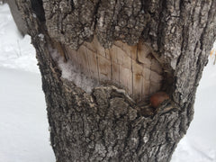 Maple borer insect damage