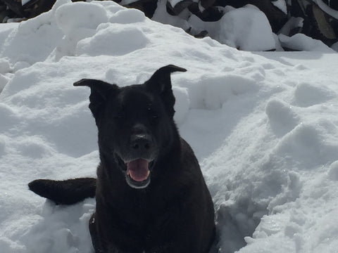 Manny soaks in the sun in front of a woodpile covered in snow!
