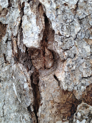 An up close shot of a maple tree with a healed over tap hole.