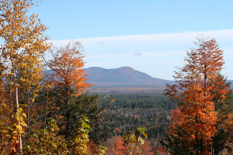 Sap Hound Maple Company's Sugarbush