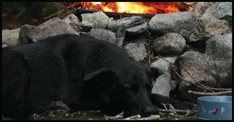 Manny sleeps by the fire.