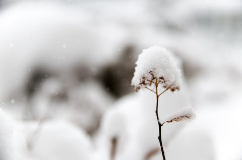 flower covered in snow